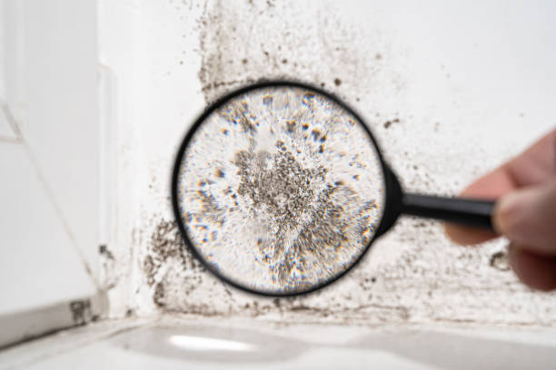 Best Forensic Mold Investigation  in Rkside, PA